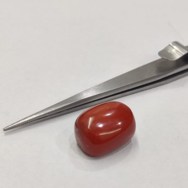 Natural Red Coral 22.70 Ratti (Italian)
