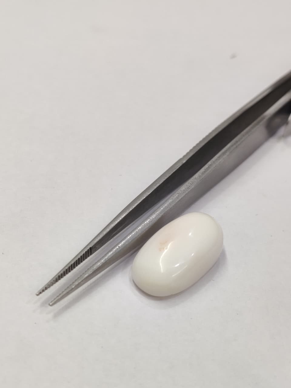 WhatsApp Image 2026-01-19 at 5.47.59 PM Natural White Coral 15.65 Carats - Image 1
